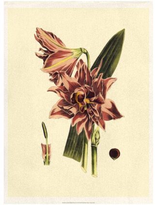 Crackled Striking Beauty IV