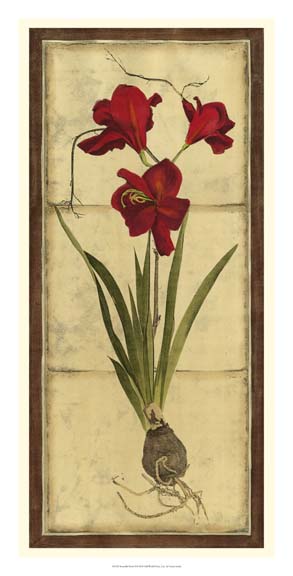 Amaryllis Panel II