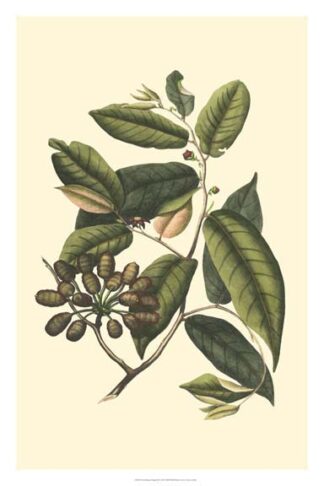 Flourishing Foliage III