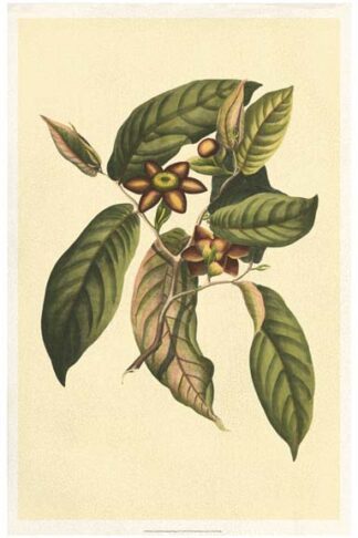 Crackled Flourishing Foliage IV