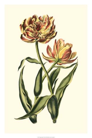 Vintage Tulips IV