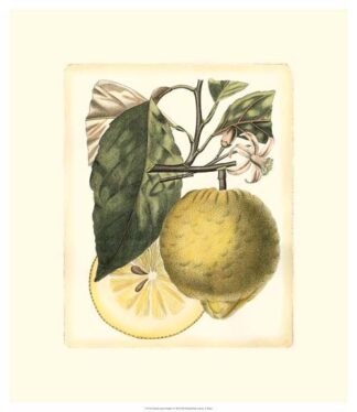 French Lemon Study I
