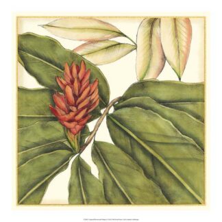 Tropical Blooms and Foliage II