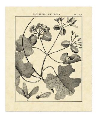 Vintage Botanical Study II