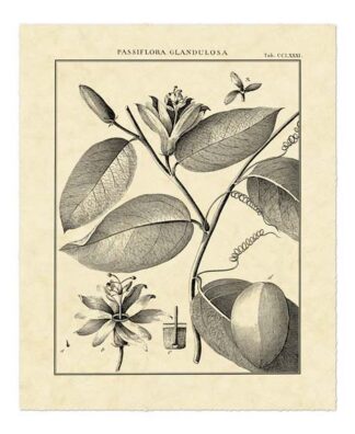 Vintage Botanical Study III