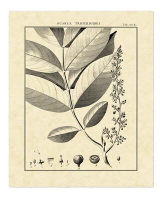 Vintage Botanical Study VI