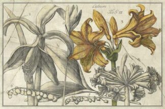 Embellished Arena Botanical II