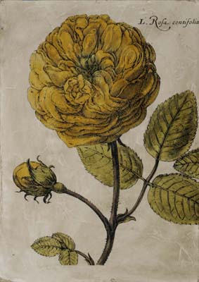 Rose Fresco I