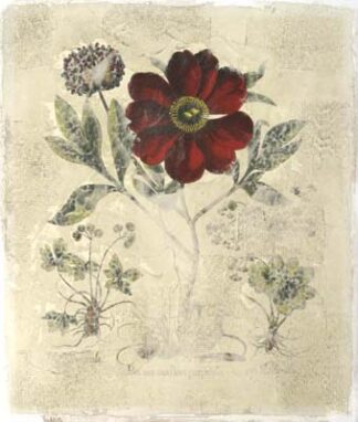 Peony Fresco I