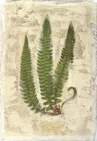Fern Fresco I