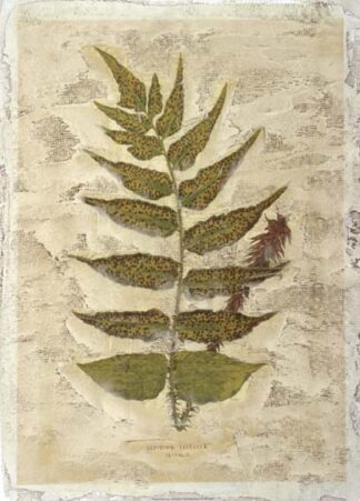 Fern Fresco III