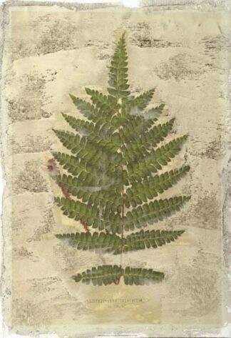 Fern Fresco IV