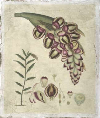 Aubergine Florals II