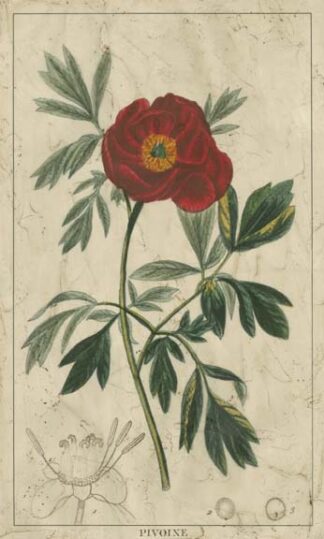 Embellished Crimson Bloom I