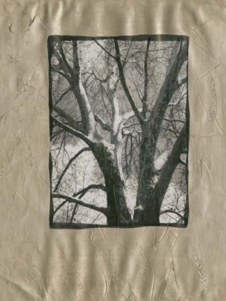 Silver Plate Birch II