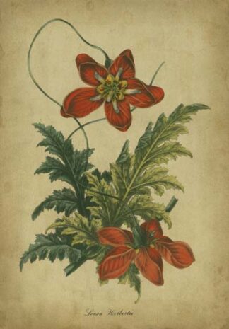 Vermilion Blooms III