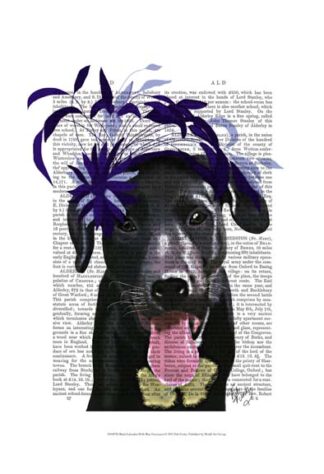 Black Labrador With Blue Fascinator