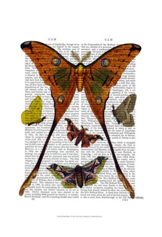 Moth Plate 1