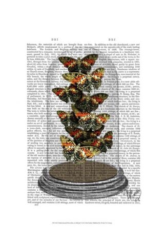 Multicoloured Butterflies in Bell Jar