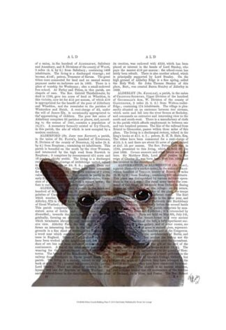 White French Bulldog Plain
