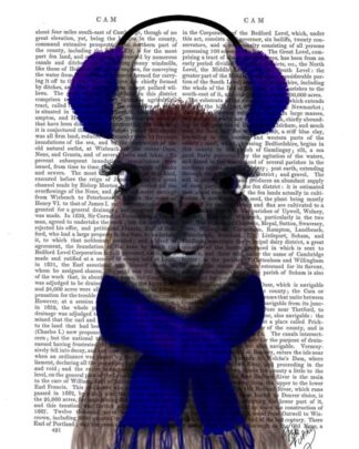 Chilly Llama, Blue