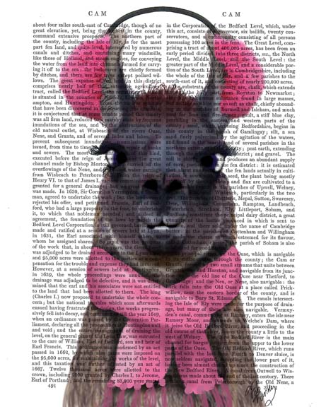 Chilly Llama, Pink