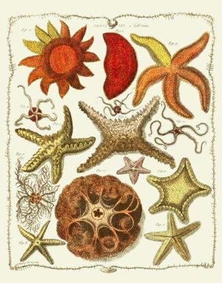 Starfish and Sea Urchins a