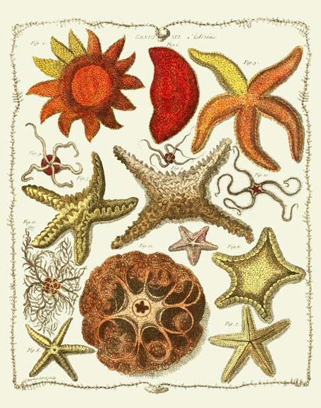 Starfish and Sea Urchins a