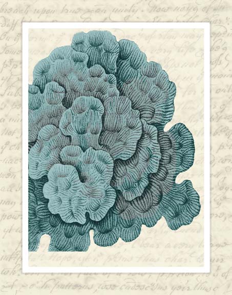 Blue Corals On VIntage Script e