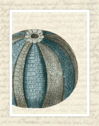 Blue Corals On VIntage Script f