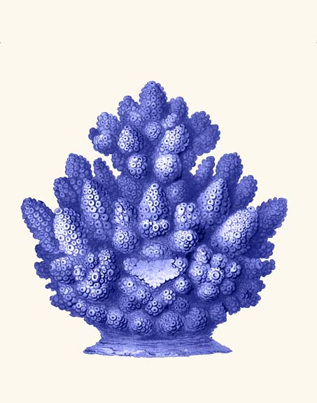 Haeckel Hexacoralla Coral Blue
