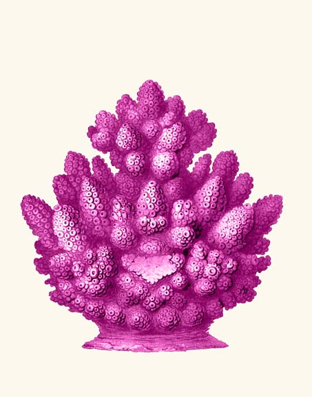 Haeckel Hexacoralla Coral Pink