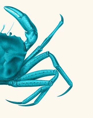 Contrasting Crab in Turquoise a