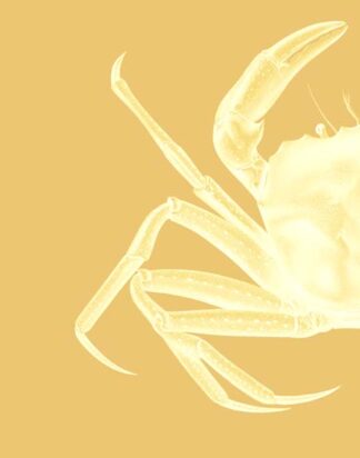 Contrasting Crab in Mustard a