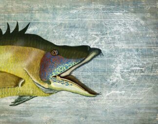 Hog Fish print on nautical map image