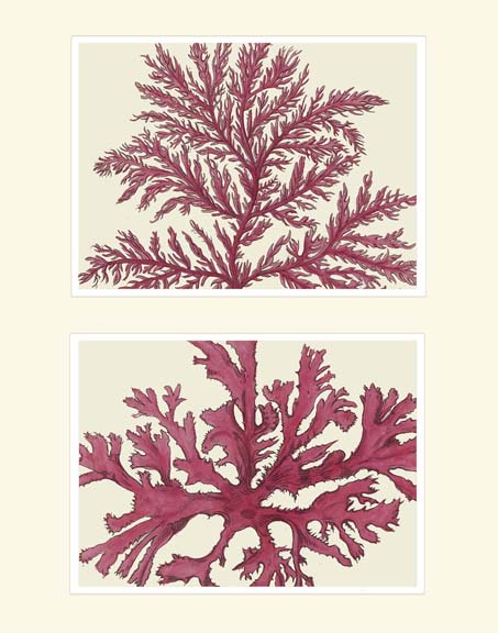 Pink Seaweed print on 2 Panels
