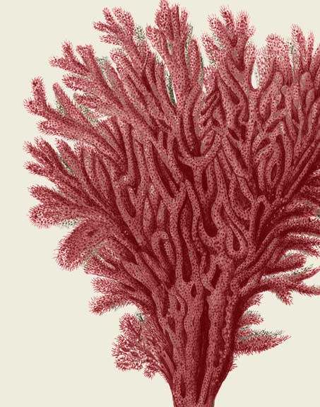 Red Corals 2 a