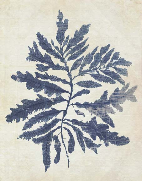 Indigo Blue Seaweed 2 b