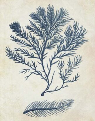 Indigo Blue Seaweed 2 c