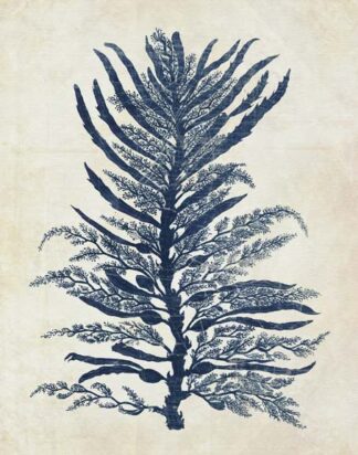 Indigo Blue Seaweed 1 b