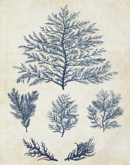 Indigo Blue Seaweed 1 c