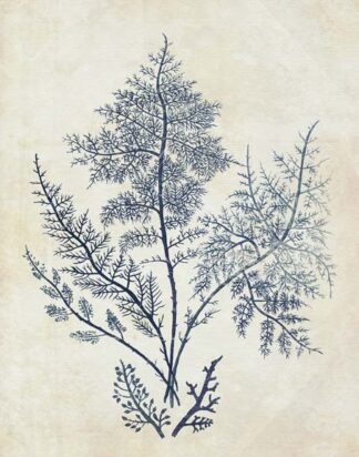 Indigo Blue Seaweed 1 d