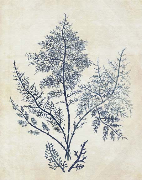 Indigo Blue Seaweed 1 d