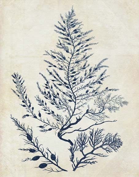 Indigo Blue Seaweed 3 d