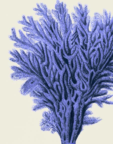 Blue Corals 2 a