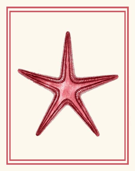 Mixed Nautical Coral on Cream a