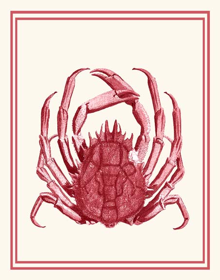 Mixed Nautical Coral on Cream f