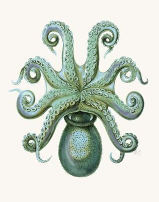 Turquoise Octopus and Squid c
