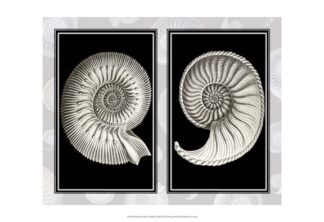 Nautilus Shells On Black