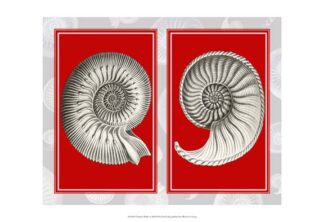Nautilus Shells On Red